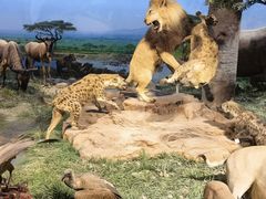 -国家自然博物馆