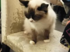 -猫色咖啡·猫咖