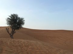 -迪拜沙漠冲沙