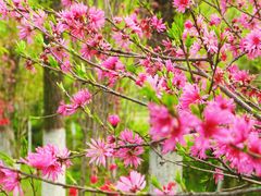 -渭南桃花源民俗文化园