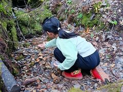 -五营红松林海景区