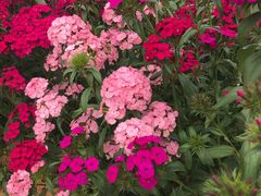 -松山湖梦幻百花洲