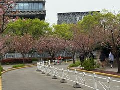 -嘉定紫藤园