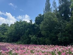 -五缘湾湿地公园