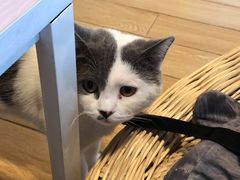 -Cappucimeow猫咪咖啡馆(韦伯时代店)