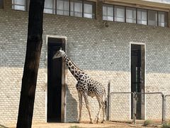 -石家庄市动物园