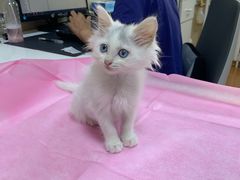 -北京观赏动物医院·24小时大型综合·猫专科·异宠专科