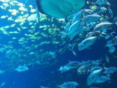 -珠海长隆海洋王国