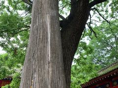 -少华山国家森林公园