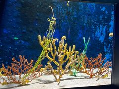 -珠海长隆海洋王国