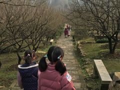 -香雪海
