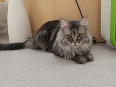 -猫和宫(六道口店)