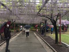 -嘉定紫藤园