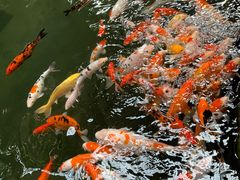 -南宫五洲植物乐园