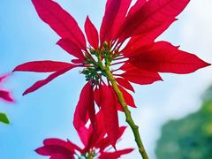 -中国科学院华南植物园