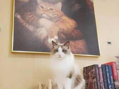 -飞行喵MR PILOT|猫舍·猫咖(静安大融城店)