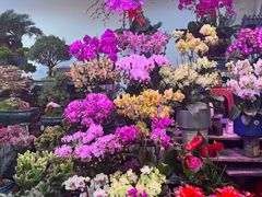 -大自然花鸟鱼虫市场