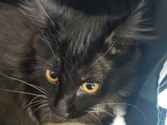 -伟伟宠物医院·瑞派猫友好医院·猫科(光谷店)