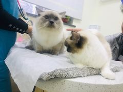 -美联众合动物医院·24h京西诊疗中心