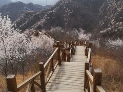 -大岭沟猕猴桃谷风景区