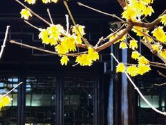 古漪园梅花-双塔老饭店