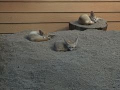 -清迈夜间动物园