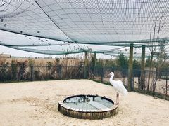 -盐城丹顶鹤湿地生态旅游区