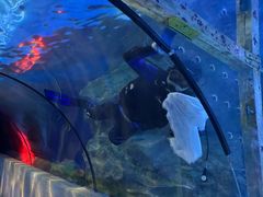 -太平洋海底世界