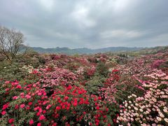-贵州百里杜鹃风景名胜区