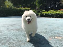 -瑞派名望志远动物医院·猫科·內科·异宠专科(直港大道店)