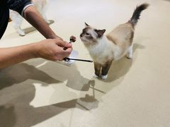 -藏猫猫咖啡主题馆(中央大道店)