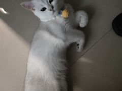 -佳雯宠物医院·皮肤科·内外科(春晓路分院)