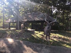 -清迈夜间动物园