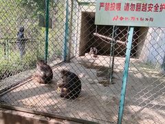 -合肥野生动物园