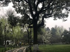 -柳浪闻莺公园