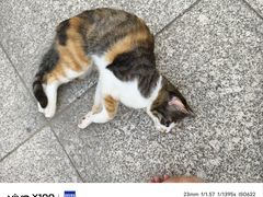 -西安外国语大学(长安校区)