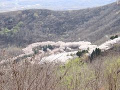 -樱花山风景区
