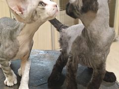 -70cat德文卷毛猫·缅因猫纯种猫舍