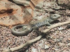 -帕帕拉兹宠物(亚洲旗舰店)