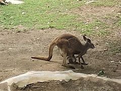 -大连森林动物园