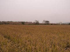 -林间山庄