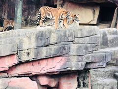 -无锡动物园·太湖欢乐园