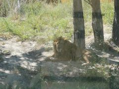 -新疆天山野生动物园
