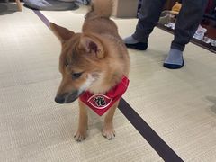 -逗柴咖啡屋·狗咖猫咖宠物桌游