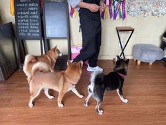 -柴犬高等学院·狗咖·柴犬售卖·宠物训练