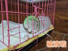 -美联众合动物医院·伴可分院·内科中心医院