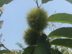 -中国扬子鳄村