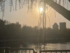 -莲花池公园