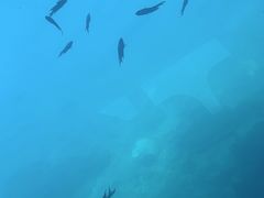 -亚龙湾海底世界