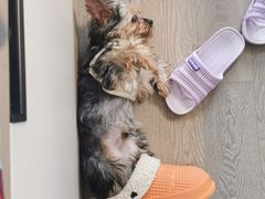 -唐小姐の猫狗洗护·购宠旗舰店(周浦万达店)